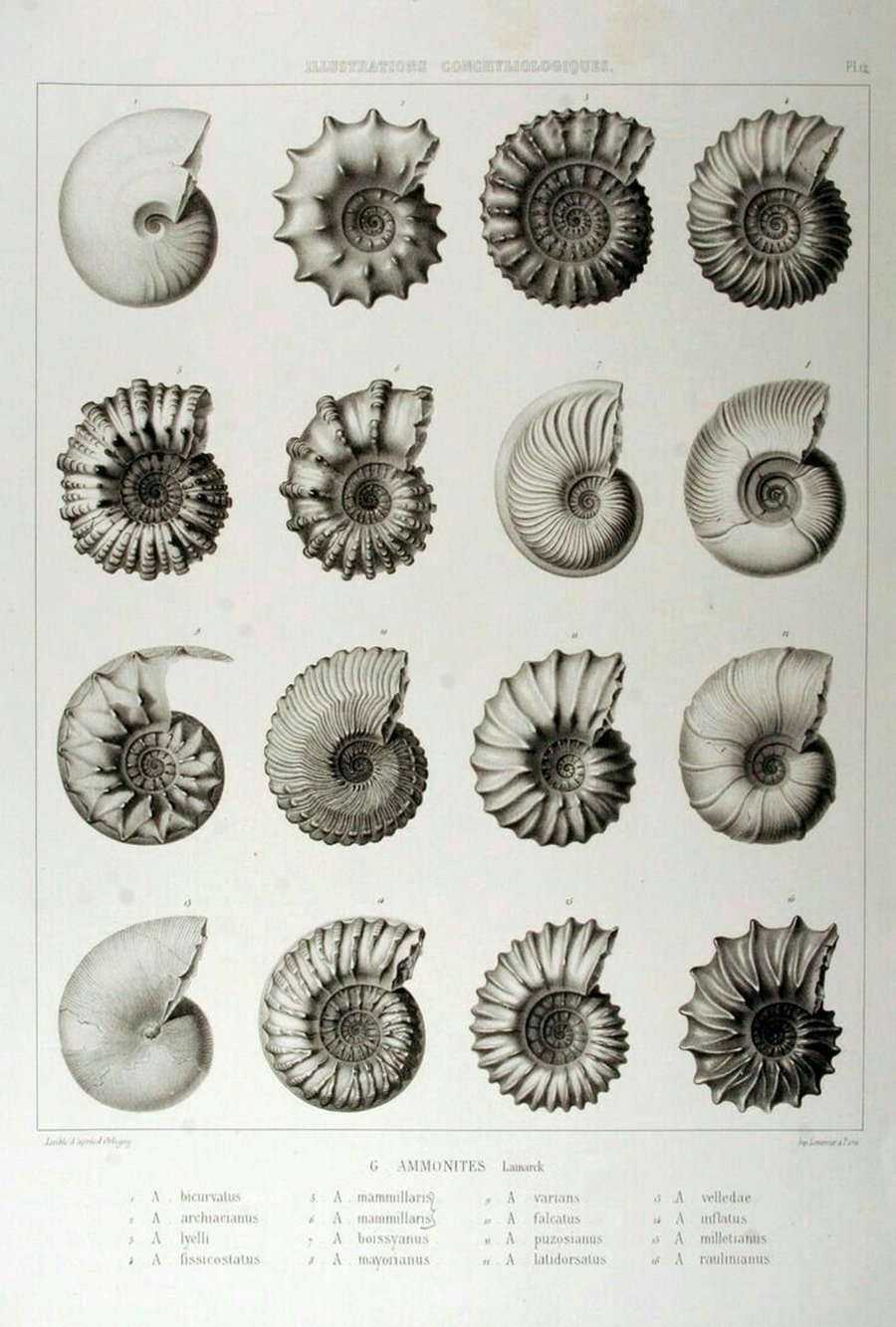 Nineteenth-century engraved plate of sixteen ammonite fossils, from Illustrations conchyliologiques